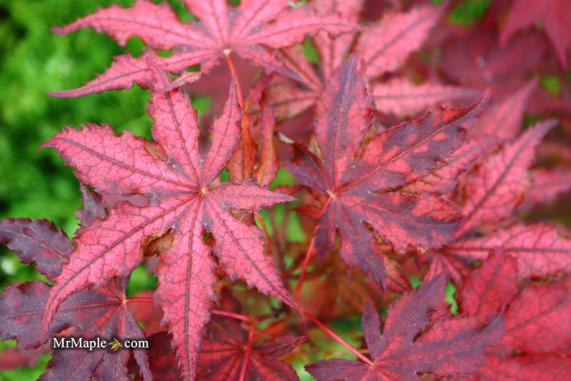 - Acer palmatum 'Dark Knight' Japanese Maple - Mr Maple │ Buy Japanese Maple Trees