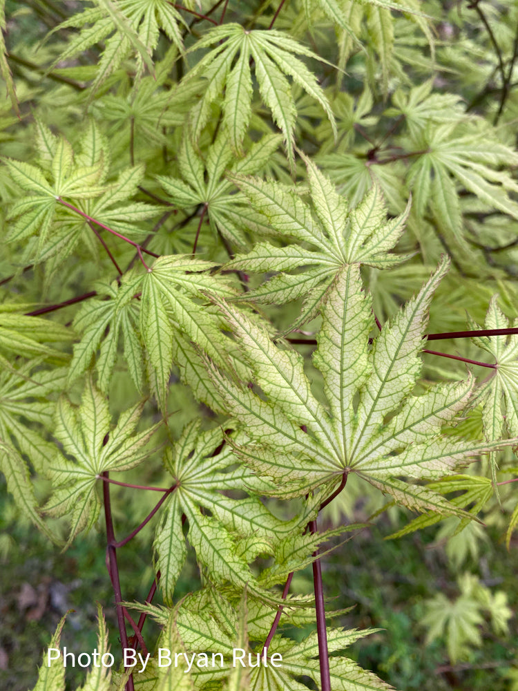 - Acer palmatum 'Grandma Ghost' Japanese Maple - Mr Maple │ Buy Japanese Maple Trees