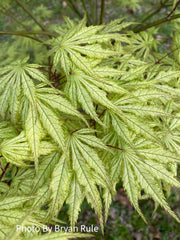 - Acer palmatum 'Grandma Ghost' Japanese Maple - Mr Maple │ Buy Japanese Maple Trees