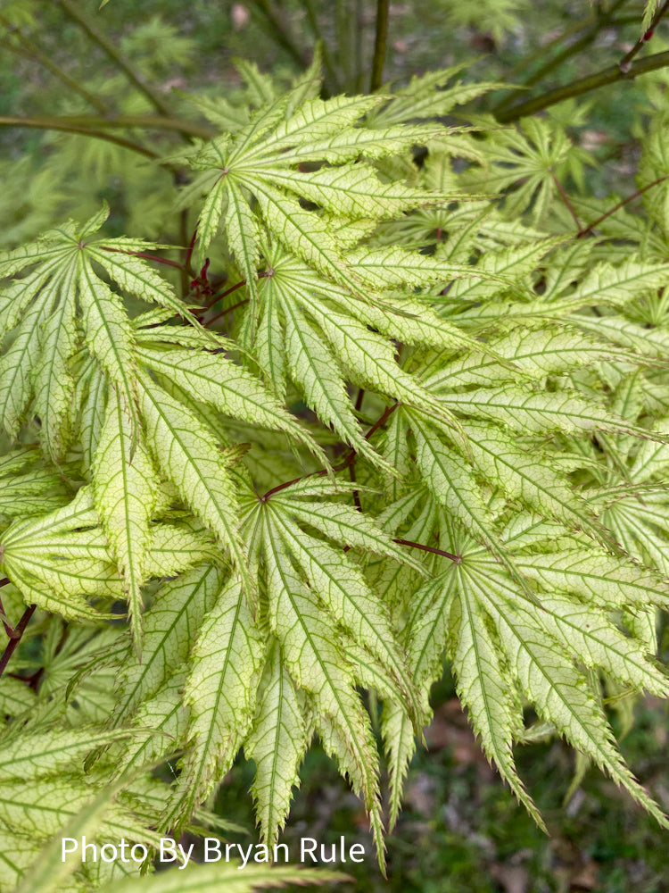 - Acer palmatum 'Grandma Ghost' Japanese Maple - Mr Maple │ Buy Japanese Maple Trees