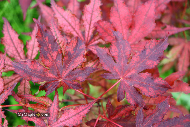 - Acer palmatum 'Dark Knight' Japanese Maple - Mr Maple │ Buy Japanese Maple Trees