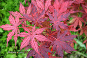 - Acer palmatum 'Dark Knight' Japanese Maple - Mr Maple │ Buy Japanese Maple Trees