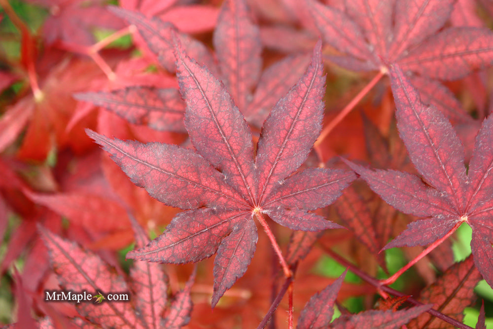 Acer palmatum 'Dark Knight' Japanese Maple