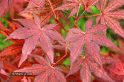 - Acer palmatum 'Dark Knight' Japanese Maple - Mr Maple │ Buy Japanese Maple Trees