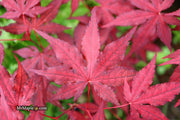 - Acer palmatum 'Dark Knight' Japanese Maple - Mr Maple │ Buy Japanese Maple Trees
