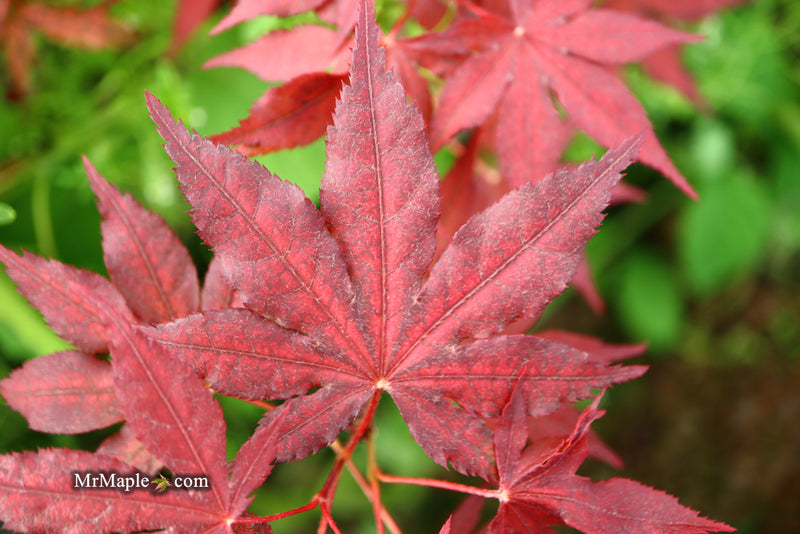 - Acer palmatum 'Dark Knight' Japanese Maple - Mr Maple │ Buy Japanese Maple Trees