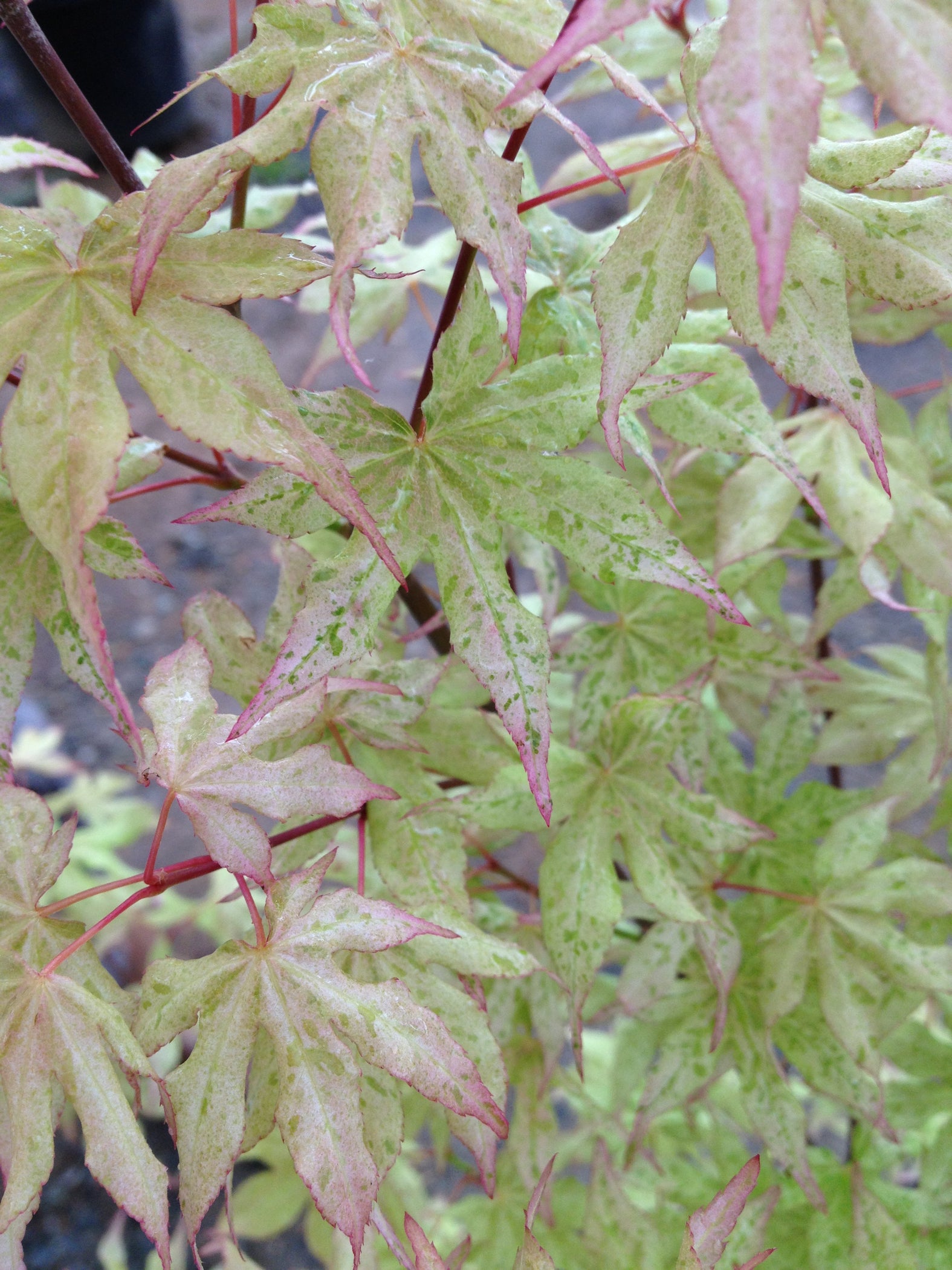 Buy Acer palmatum 'Ukigumo' Floating Clouds Japanese Maple — Mr Maple ...