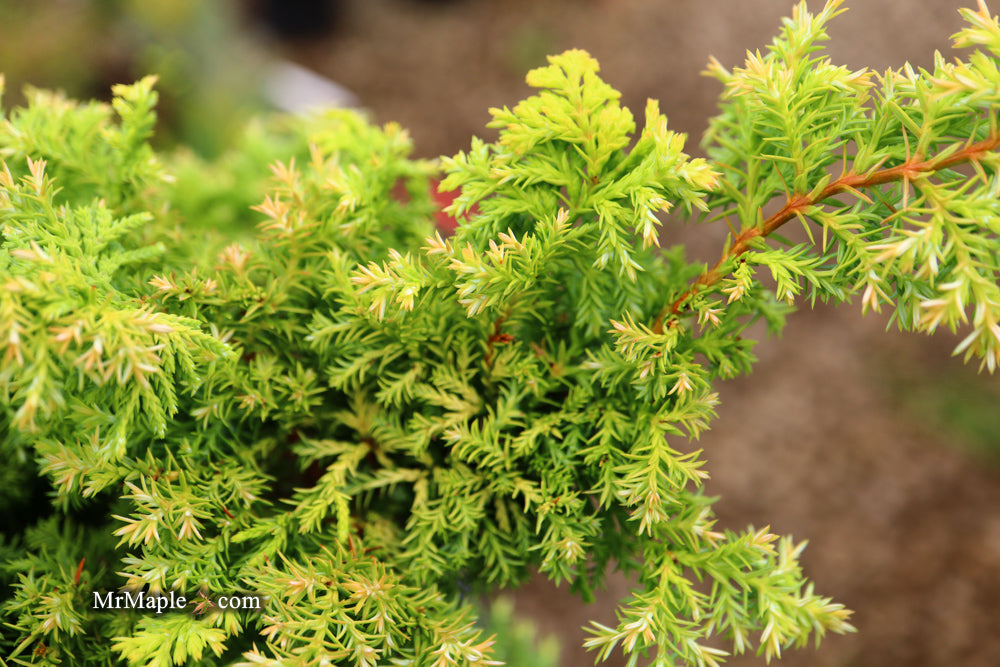 Chamaecyparis obtusa 'Golden Fern' Dwarf Golden Hinoki Cypress