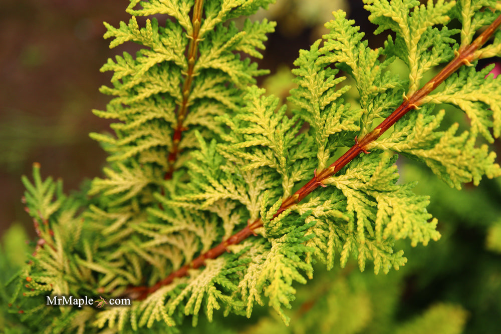 Chamaecyparis obtusa 'Fernspray Gold' Hinoki Cypress