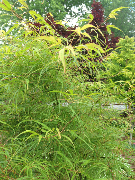 Acer palmatum 'Koto-no-ito' Japanese Maple
