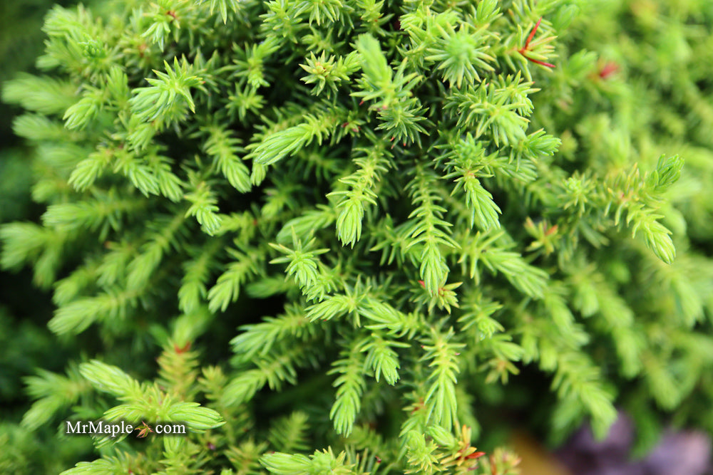 Cryptomeria japonica 'Koshyi' Dwarf Japanese Cedar