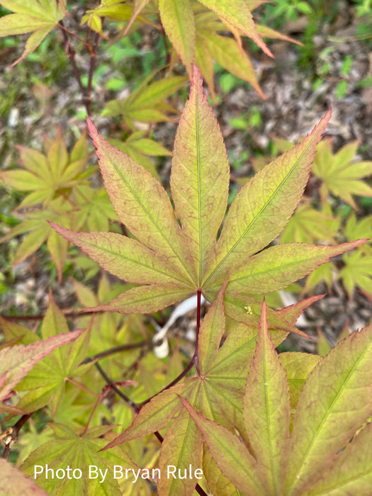 Acer palmatum 'Omato' Japanese Maple
