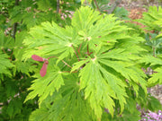 - Acer japonicum 'Mai kujaku' Dancing Peacock Japanese Maple - Mr Maple │ Buy Japanese Maple Trees