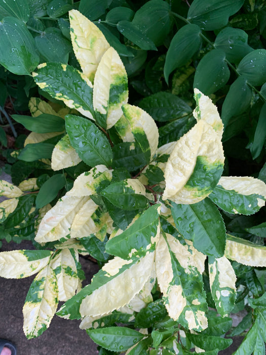 Tea scale causes yellow spots on camellia leaves…Crawlers hatching now –  EcoIPM