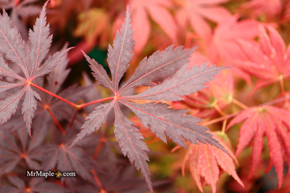 Acer palmatum 'Black Lace' Japanese Maple