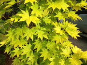 - Acer shirasawanum 'Jordan' Golden Full Moon Japanese Maple - Mr Maple │ Buy Japanese Maple Trees