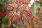 - Acer palmatum 'Jeddeloh Orange' Weeping Japanese Maple - Mr Maple │ Buy Japanese Maple Trees