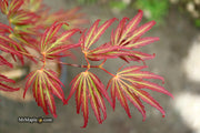 - Acer palmatum 'Jeddeloh Orange' Weeping Japanese Maple - Mr Maple │ Buy Japanese Maple Trees