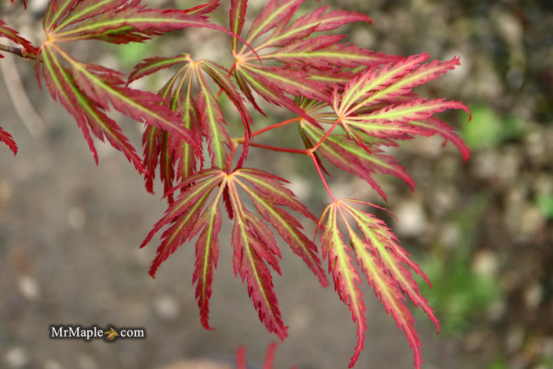 - Acer palmatum 'Jeddeloh Orange' Weeping Japanese Maple - Mr Maple │ Buy Japanese Maple Trees