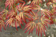 - Acer palmatum 'Jeddeloh Orange' Weeping Japanese Maple - Mr Maple │ Buy Japanese Maple Trees