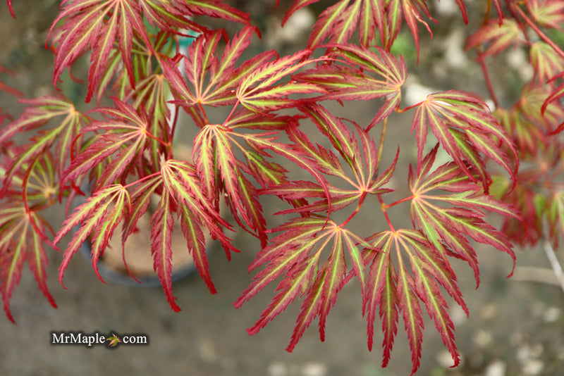 - Acer palmatum 'Jeddeloh Orange' Weeping Japanese Maple - Mr Maple │ Buy Japanese Maple Trees