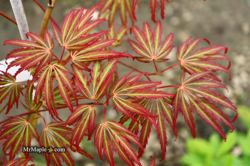 - Acer palmatum 'Jeddeloh Orange' Weeping Japanese Maple - Mr Maple │ Buy Japanese Maple Trees