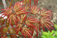 '- Acer palmatum 'Jeddeloh Orange' Weeping Japanese Maple - Mr Maple │ Buy Japanese Maple Trees