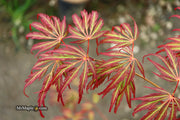 - Acer palmatum 'Jeddeloh Orange' Weeping Japanese Maple - Mr Maple │ Buy Japanese Maple Trees
