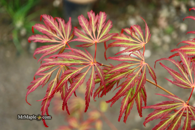 - Acer palmatum 'Jeddeloh Orange' Weeping Japanese Maple - Mr Maple │ Buy Japanese Maple Trees