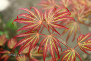 - Acer palmatum 'Jeddeloh Orange' Weeping Japanese Maple - Mr Maple │ Buy Japanese Maple Trees