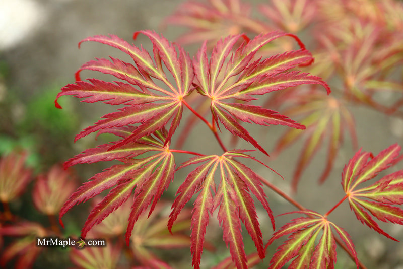 - Acer palmatum 'Jeddeloh Orange' Weeping Japanese Maple - Mr Maple │ Buy Japanese Maple Trees