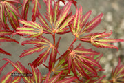 - Acer palmatum 'Jeddeloh Orange' Weeping Japanese Maple - Mr Maple │ Buy Japanese Maple Trees