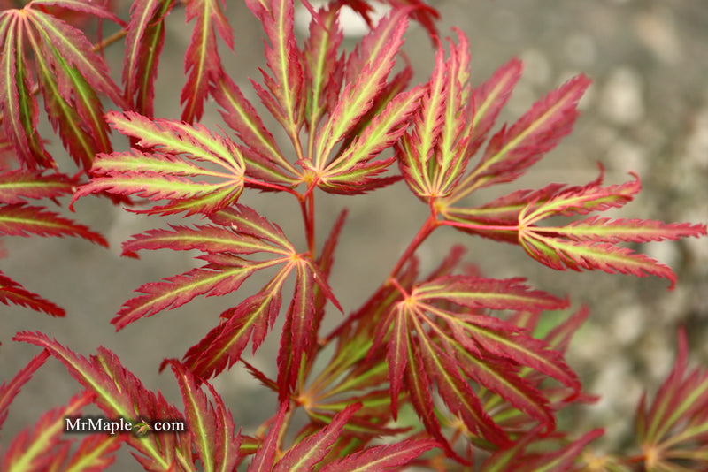 - Acer palmatum 'Jeddeloh Orange' Weeping Japanese Maple - Mr Maple │ Buy Japanese Maple Trees