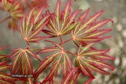 - Acer palmatum 'Jeddeloh Orange' Weeping Japanese Maple - Mr Maple │ Buy Japanese Maple Trees