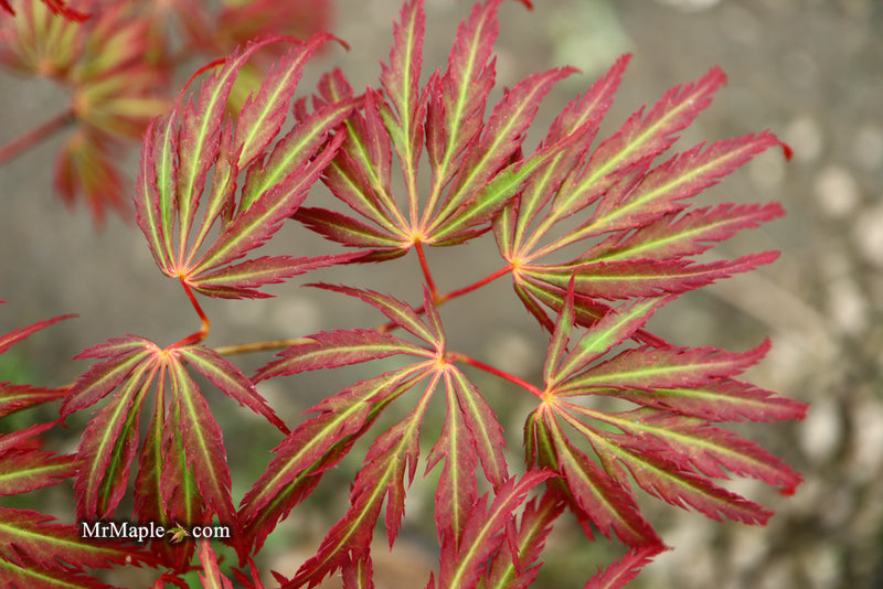 - Acer palmatum 'Jeddeloh Orange' Weeping Japanese Maple - Mr Maple │ Buy Japanese Maple Trees