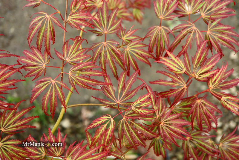 - Acer palmatum 'Jeddeloh Orange' Weeping Japanese Maple - Mr Maple │ Buy Japanese Maple Trees