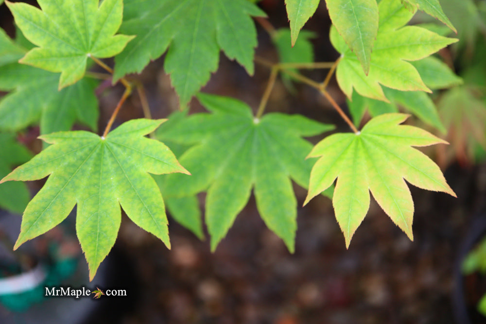 Acer sieboldianum 'Mikasayama' Full Moon Japanese Maple