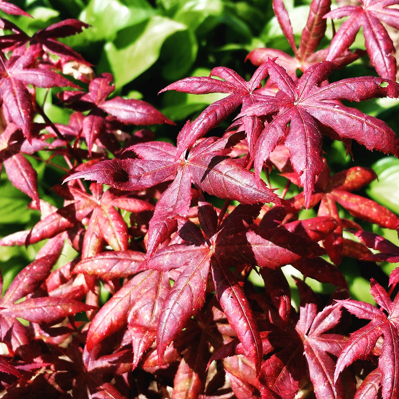 - Acer palmatum 'Peve Starfish' Japanese Maple - Mr Maple │ Buy Japanese Maple Trees