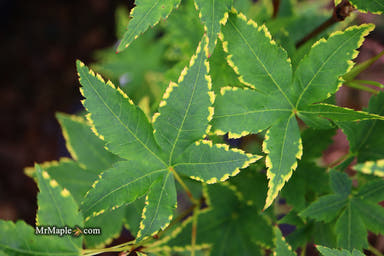- Acer palmatum 'Sagara nishiki' Japanese Maple - Mr Maple │ Buy Japanese Maple Trees