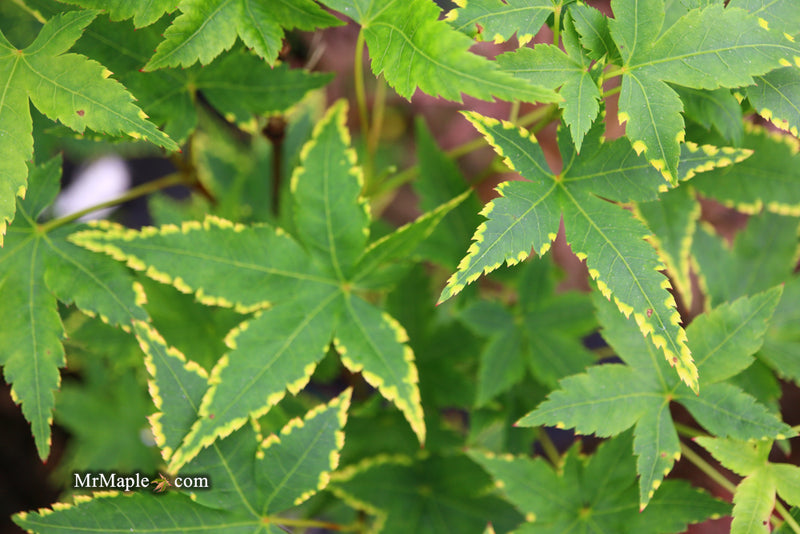 - Acer palmatum 'Sagara nishiki' Japanese Maple - Mr Maple │ Buy Japanese Maple Trees