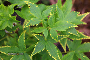 - Acer palmatum 'Sagara nishiki' Japanese Maple - Mr Maple │ Buy Japanese Maple Trees