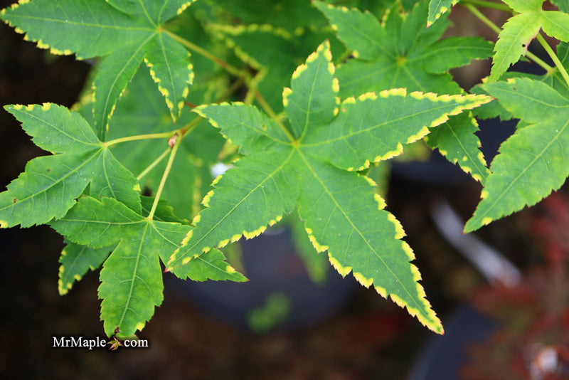 - Acer palmatum 'Sagara nishiki' Japanese Maple - Mr Maple │ Buy Japanese Maple Trees