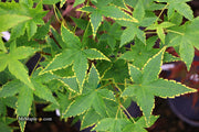- Acer palmatum 'Sagara nishiki' Japanese Maple - Mr Maple │ Buy Japanese Maple Trees