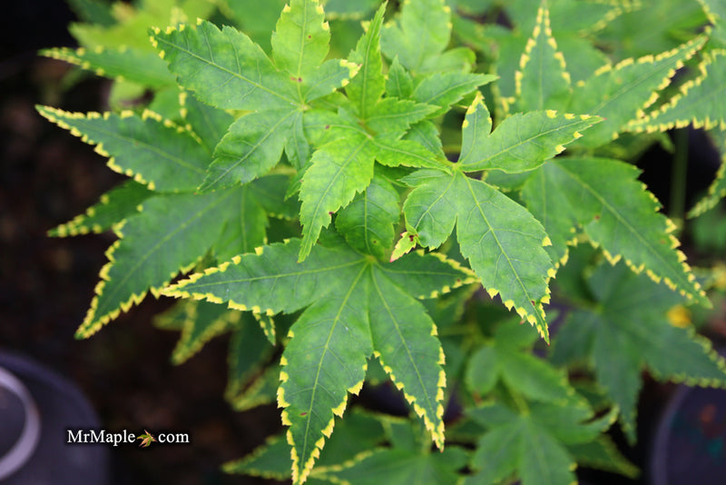 - Acer palmatum 'Sagara nishiki' Japanese Maple - Mr Maple │ Buy Japanese Maple Trees