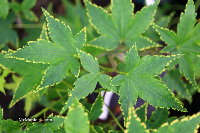- Acer palmatum 'Sagara nishiki' Japanese Maple - Mr Maple │ Buy Japanese Maple Trees