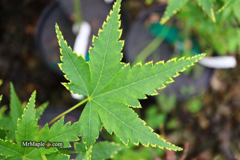 - Acer palmatum 'Sagara nishiki' Japanese Maple - Mr Maple │ Buy Japanese Maple Trees