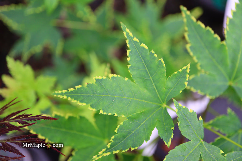 - Acer palmatum 'Sagara nishiki' Japanese Maple - Mr Maple │ Buy Japanese Maple Trees