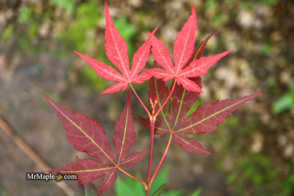 Acer palmatum 'Illini Sunrise' Japanese Maple