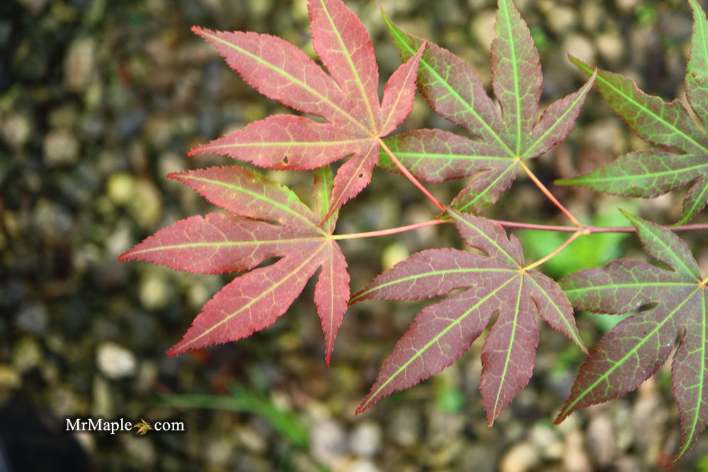 Acer palmatum 'Illini Sunrise' Japanese Maple