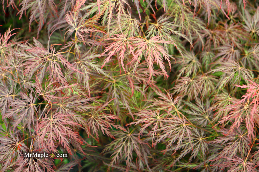 Acer palmatum 'Shojo shidare' Japanese Maple